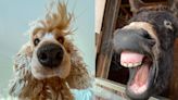 Premios Comedy Pet Photo 2024: conoce a las mascotas finalistas más divertidas