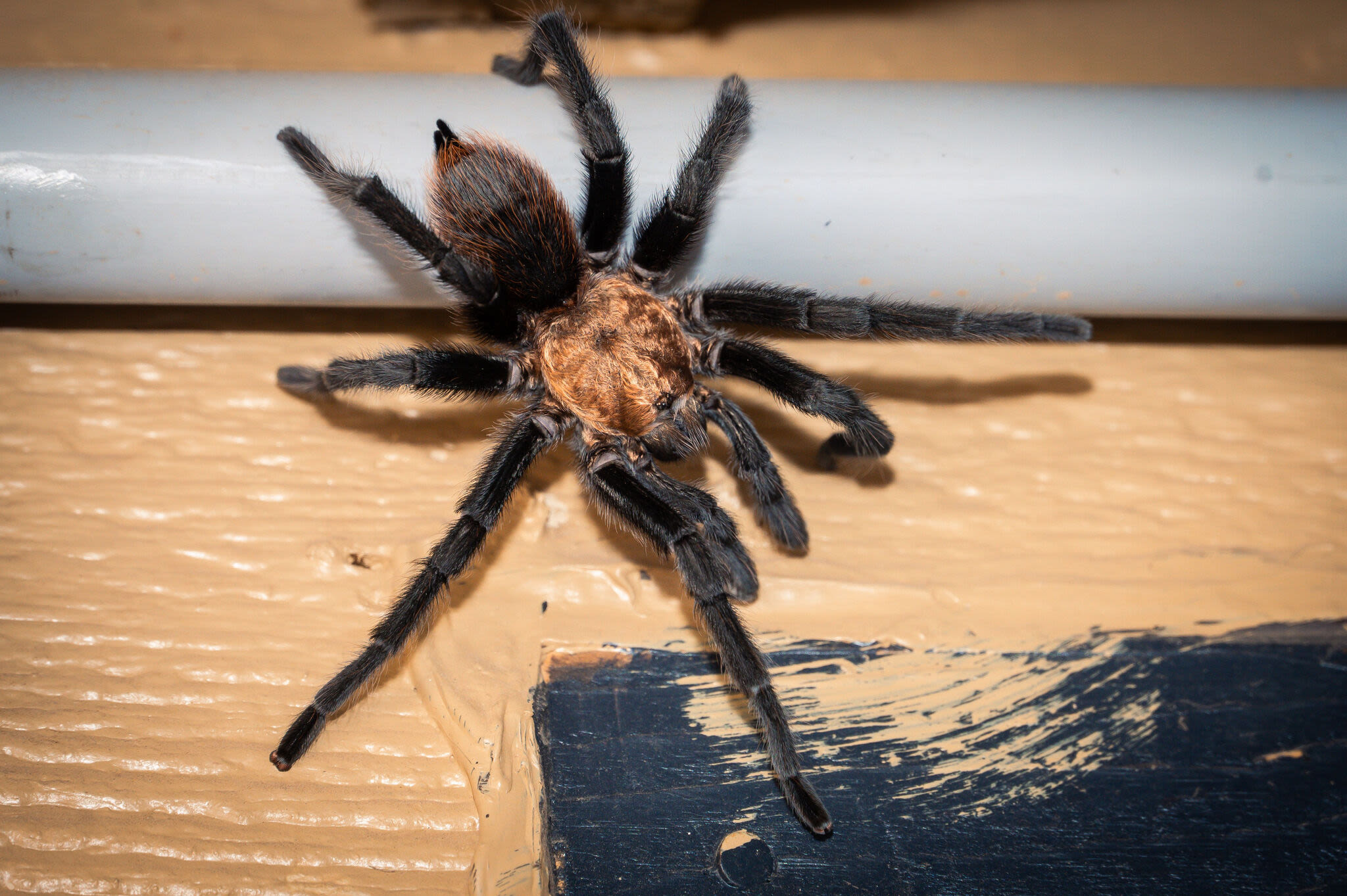 The great Texas tarantula migration is officially underway