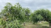 嘉義縣芒果低溫災損現金救助28日起開放申請 | 蕃新聞