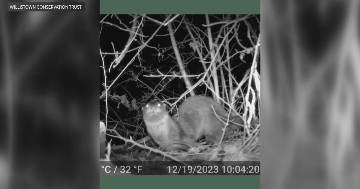 American river otter spotted in Chester County, 1st confirmed sighting in over 100 years