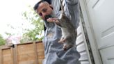 Solutions for the Toronto’s rat problem: a ‘rat czar’ and bounty for their tails