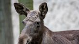 Homeowners in Alaska Delighted When Moose Stops to Play with Their Windchimes