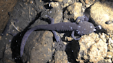 Endangered salamander hit hard by Mexico drought