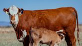 Steak and burgers cost more these days. Drought may keep prices high for years.