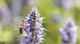 Earth Day 2024: Pollinators help our food supply | Times News Online