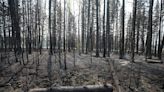 Start of Canada’s wildfire season better than last year, risk remains high