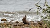 Toxic algae is making sea lions on Southern California beaches aggressive and unpredictable: It's the ‘new normal,' marine mammal expert says