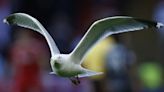 Aberdeen v Airdrie invaded by huge flock of seagulls as fans all say same thing