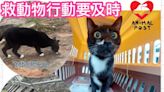 《情常在》救動物行動要及時 愛心義工救起嘉頓山黑貓