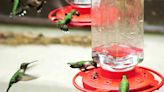 Keep Bees Away from Hummingbird Feeders with These 6 Tips