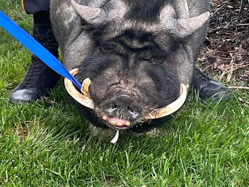 200-pound pot-bellied pig — named ‘Pumba’ — escapes NJ farm. See cops chase him down