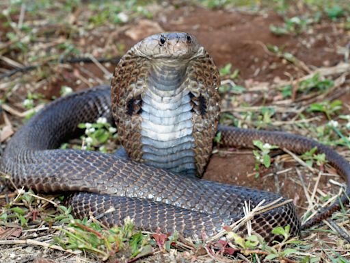 Researchers discover new antidote for cobra bites