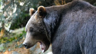 Montana Man Kills Grizzly Bear After Being Attacked While Picking Huckleberries