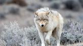 After an 80-year absence, gray wolves have returned to Colorado − here's how the reintroduction of this apex predator will affect prey and plants