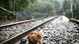 Railway Cat Nala Brings Joy to Commuters at Stevenage Station