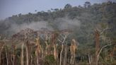 Amazon Degradation Soars With Brazil Facing Labor Spat, El Nino
