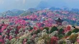 Hundred miles of azalea blossoms create economic fortunes in southwest China's Guizhou