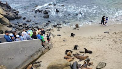 Does La Jolla Cove have a sea lion problem or a tourist problem?