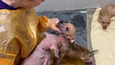 Newborn puppies among dozens of animals saved from squalid house of horrors