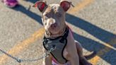 Puppy Rescued by Firefighters Adopted by One in New York