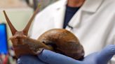 'Invasive' Giant African Land Snails Cause Quarantine in Florida County