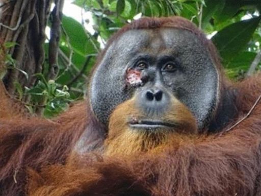Scientists Shocked After Orangutan Heals Injury with Medicinal Plant — a First-Documented Incident for Wild Animals