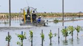 'It's a disaster': California farmer faces ordeal as pistachio farm sits underwater