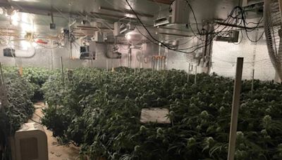 Somerset County Sheriff's Office busts 20th illegal marijuana operation this year