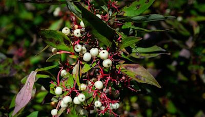 Poison Sumac Rash: What It Looks Like and How to Prevent It