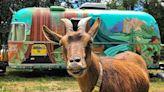 The couple traveling around the US in an Airstream with a goat