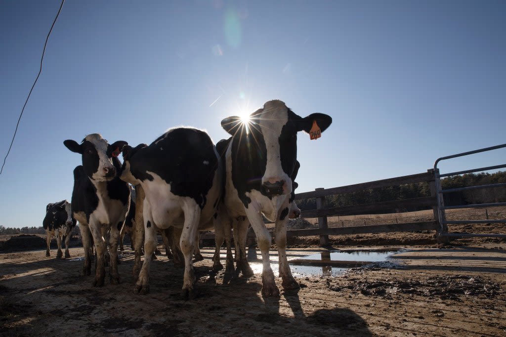 Farmworkers protest Hannaford's stance on 'Milk with Dignity' movement