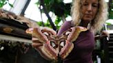 Italian museum recreates Tanzanian butterfly forest