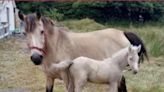 Appeal for information about six week old foal feared stolen in Leitrim