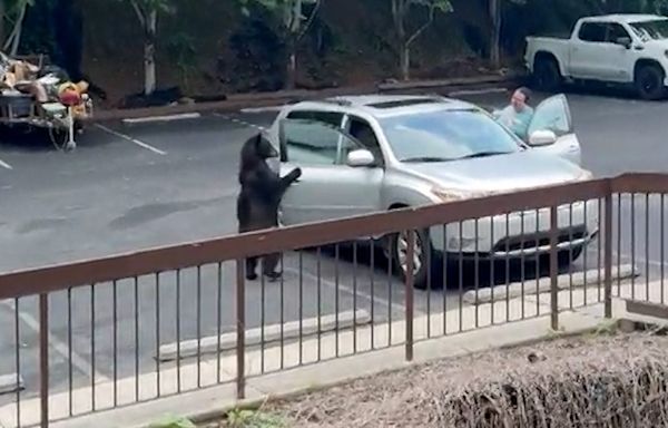 Watch: Sneaky black bear casually opens car door searching for a snack in Gatlinburg