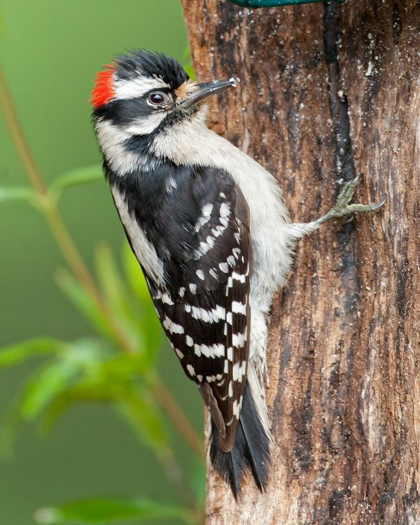 Downy Woodpecker