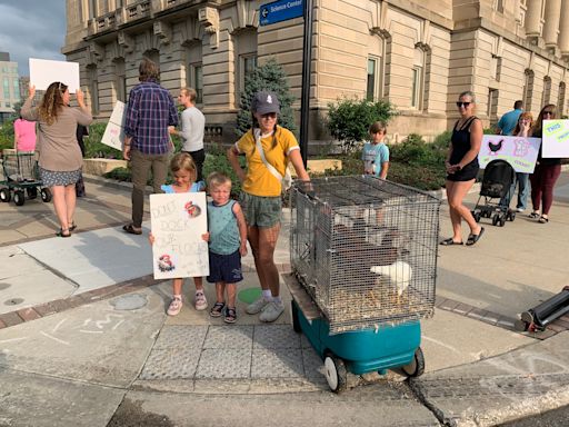 Des Moines could ban roosters, limit hens in yards. A chicken parade protested the change.