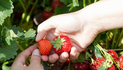 Grab your basket! 5 of the best PYO farms in Dorset to find tasty fruit and veg