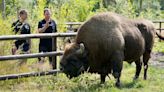 UK's only wild bison herd is found in tiny woodland village