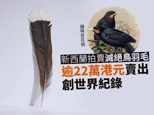 新西蘭拍賣世上最貴羽毛 終以逾22萬賣出
