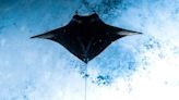 Manta Ray, Secret US Undersea Drone, Spotted On Google Maps, Later Removed