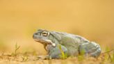 Psychedelic toxins from toads could treat depression and anxiety