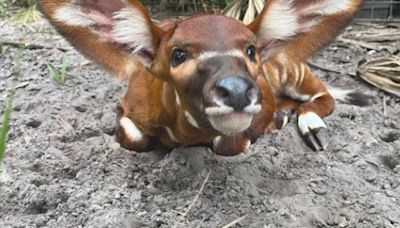 Jacksonville Zoo and Gardens needs your help naming new bongo calf