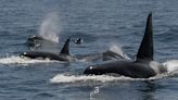 Vuelven las orcas al Estrecho de Gibraltar: el Gobierno pide “extremar precauciones” tras el reciente hundimiento de un velero