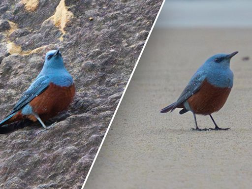 Teacher captures images of 'very rare' bird never before seen in US