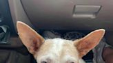 Visually impaired pup Henry to live with foster parent after being abandoned on Arizona roadside
