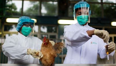 Así está la gripe aviar: con 889 casos en humanos y mortalidad del 52%, es una gran preocupación de la OMS