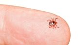 Tick-borne Powassan virus reported in Massachusetts: ‘The virus can invade the central nervous system’