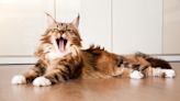 Science Uncovers the 10 Most Common and Uncommon Cat Behaviors