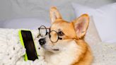 Corgi Sets up a Doggy ‘Help Desk’ and His Advice Is Too Funny