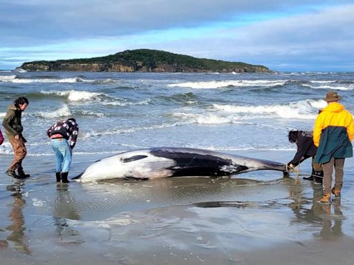 World’s rarest whale may have just been found in ‘huge’ discovery